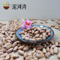 Light Speckled Kidney beans (LSKB) Pinto beans/Sugar beans 2016 crop